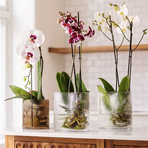 Orkidé i vann